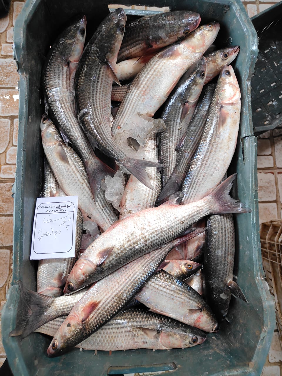 Striped mullet ready for grading